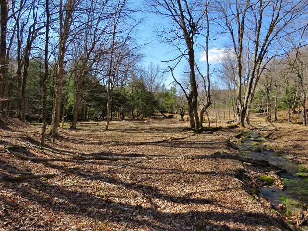 AlderBigPondApr2016