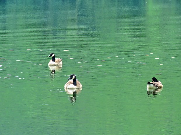 BeaverPondJul2020