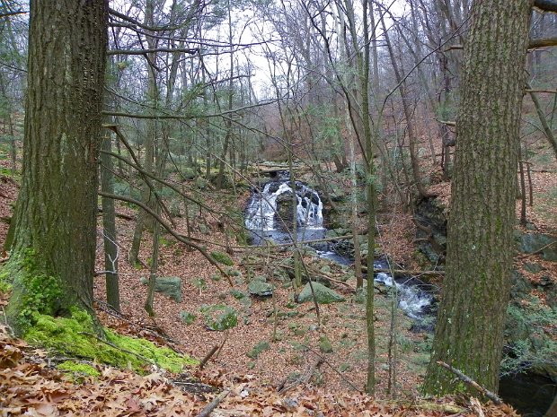 TimpTorneBearNov2009