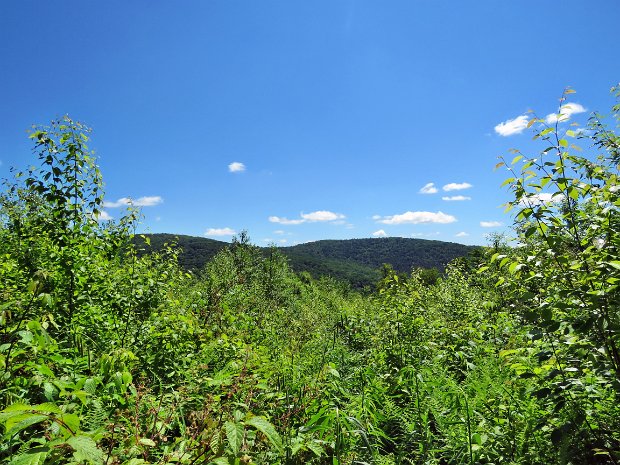BearSpringCentralJul2019
