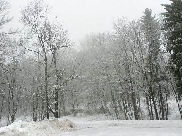 BearSpringJan2011