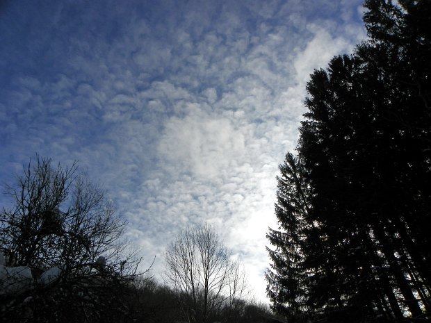 BearSpringJan2011A