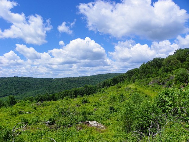 BearSpringJul2012