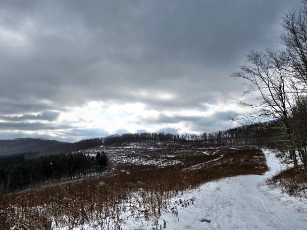 BearSpringNov2013