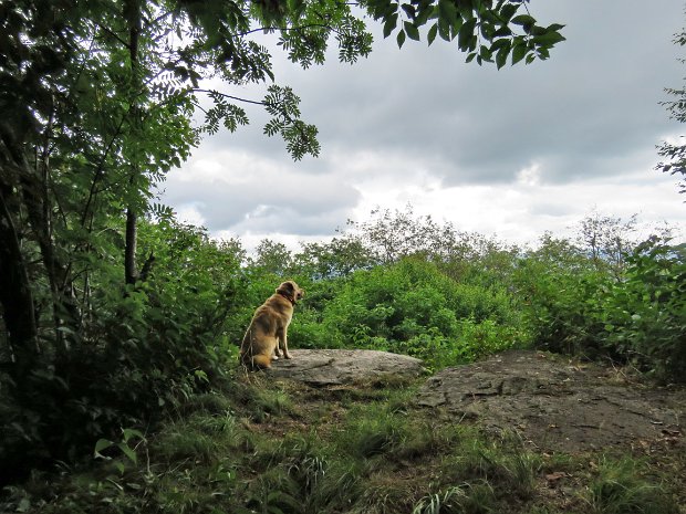 CabotBeechHillJul2019