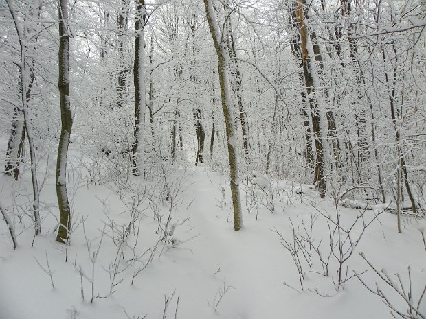 CabotJan2010