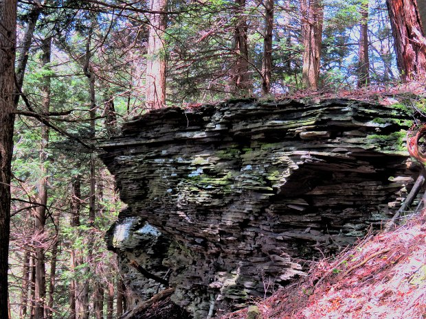 LennoxForestMay2020