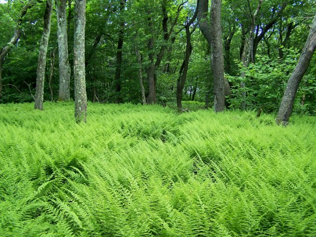 DenmanJul2009