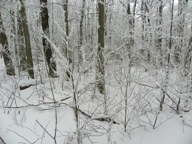DryBrookFeb2010