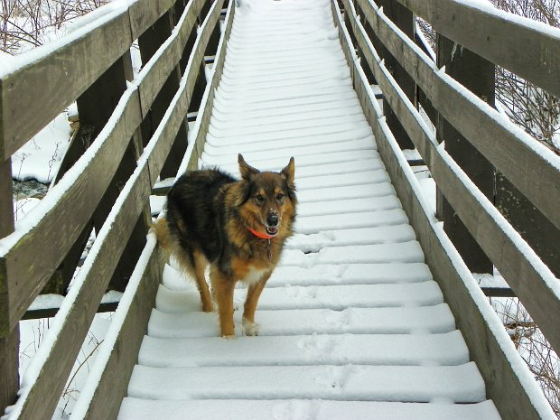 FrickDec2009