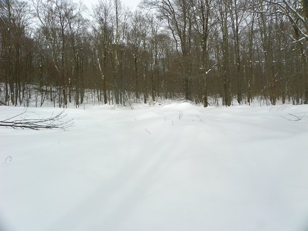 FrickFeb2011A