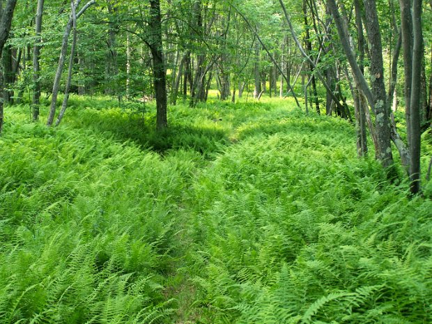 FrickHodgeJul2007