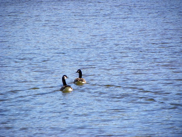 FrickHodgeMay2011