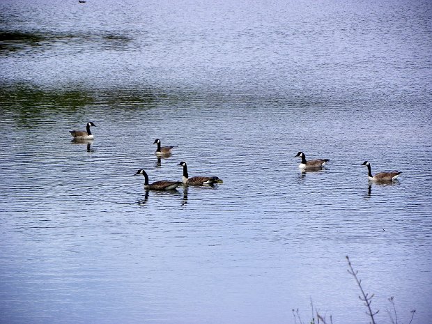 FrickHodgeMay2012