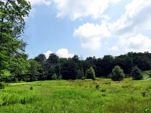 HodgeFrickJun2013