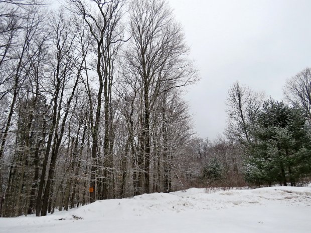 LoggersLoopMar2019