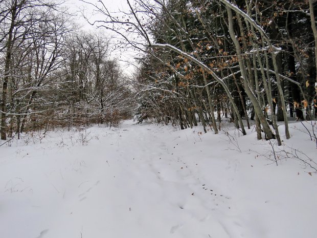 LoggersLoopNov2018