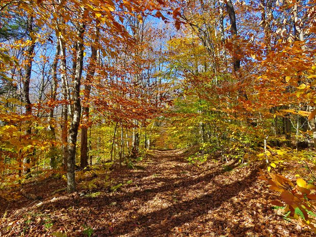 Frick and Hodge Ponds