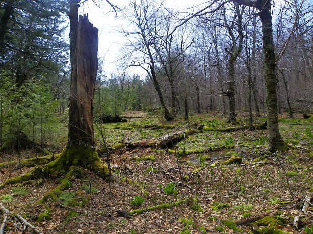 GiantLedgeBWApr2011