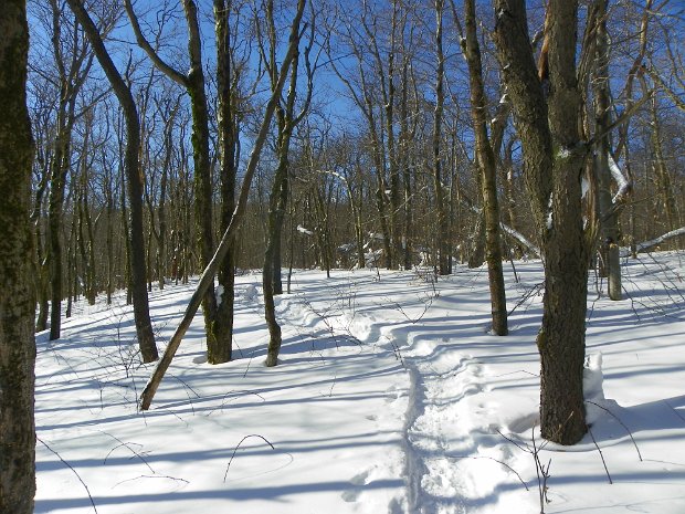 HalcottFeb2011