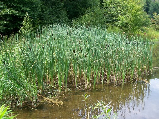 HugginsLakeJul2009