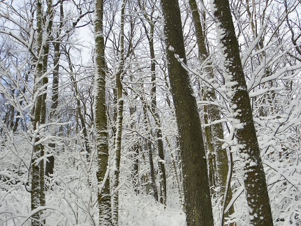 BigPondDec2010