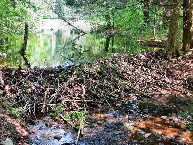 LittlePondJul2015