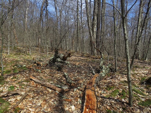 LongPondBeaverkillRidgeMaintenanceApr2022