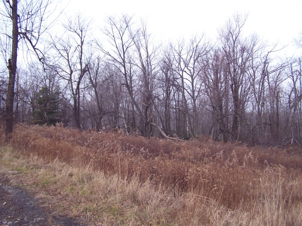 AwostingDec2006