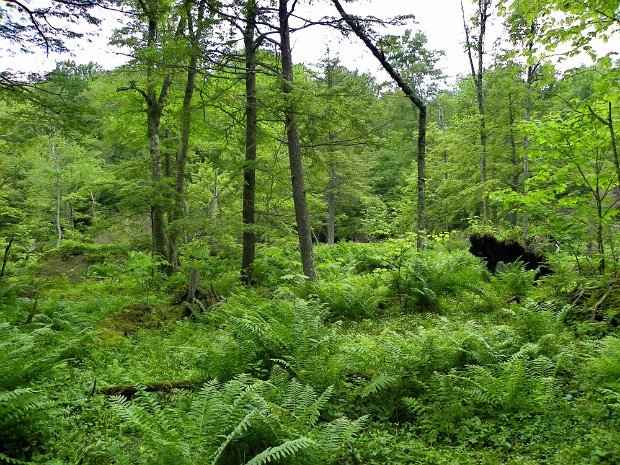 MongaupKudishJun2011