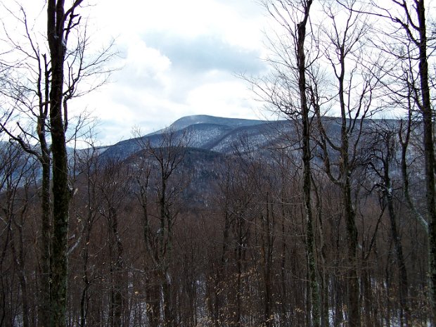 GiantPantherFeb2009