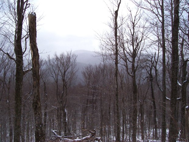 GiantPantherMar2006