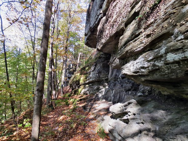 Phoenicia Tanbark
