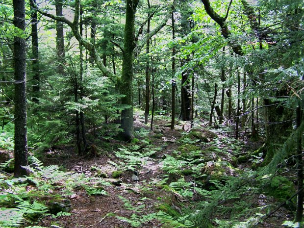 PlateauJun2009