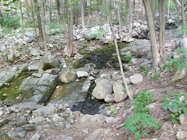 RamapoStateForestAug2010