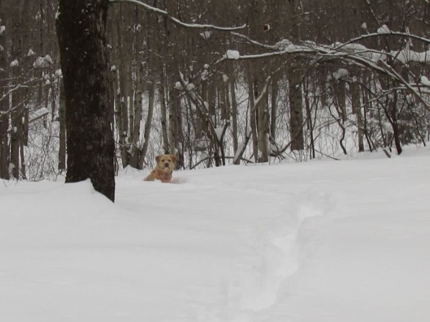 RoundTopFeb2015