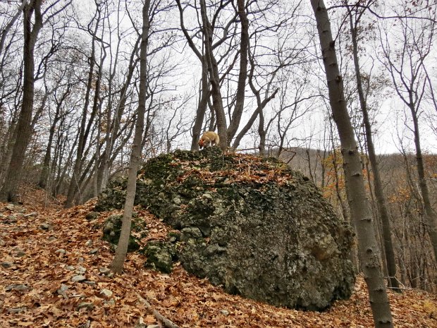 OverlookTrailLambsHillNov2015