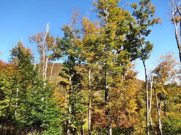 WillowOct2014