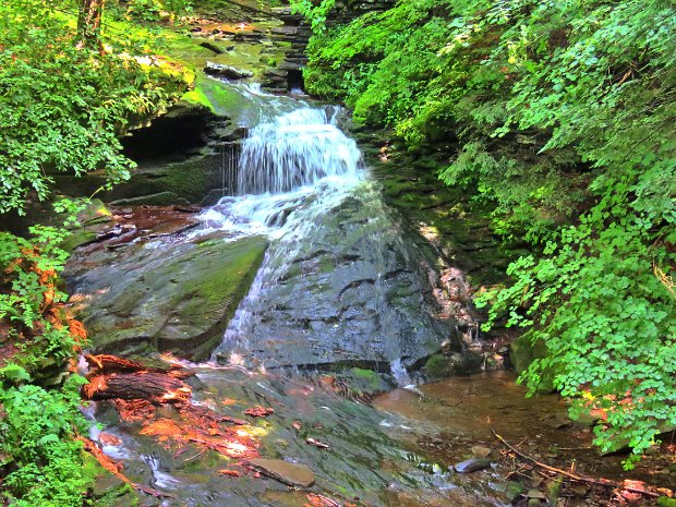 TroutCounterJul2020