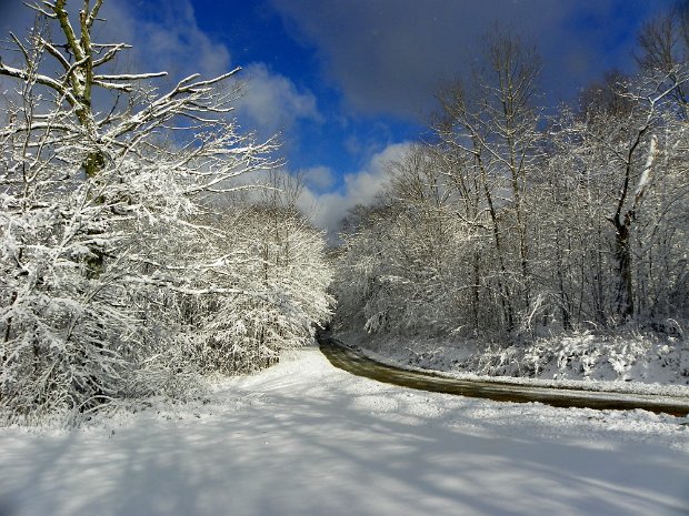 TroutDec2011