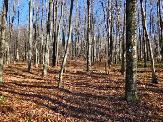 TroutDec2015