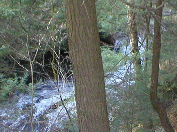 TroutNov2005