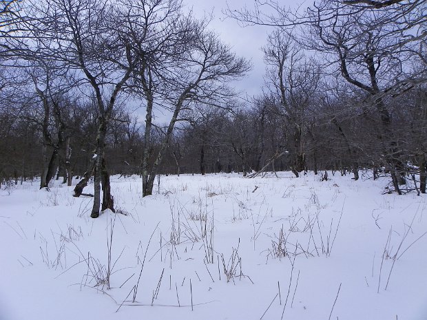 WoodpeckerMillbrookFeb2012
