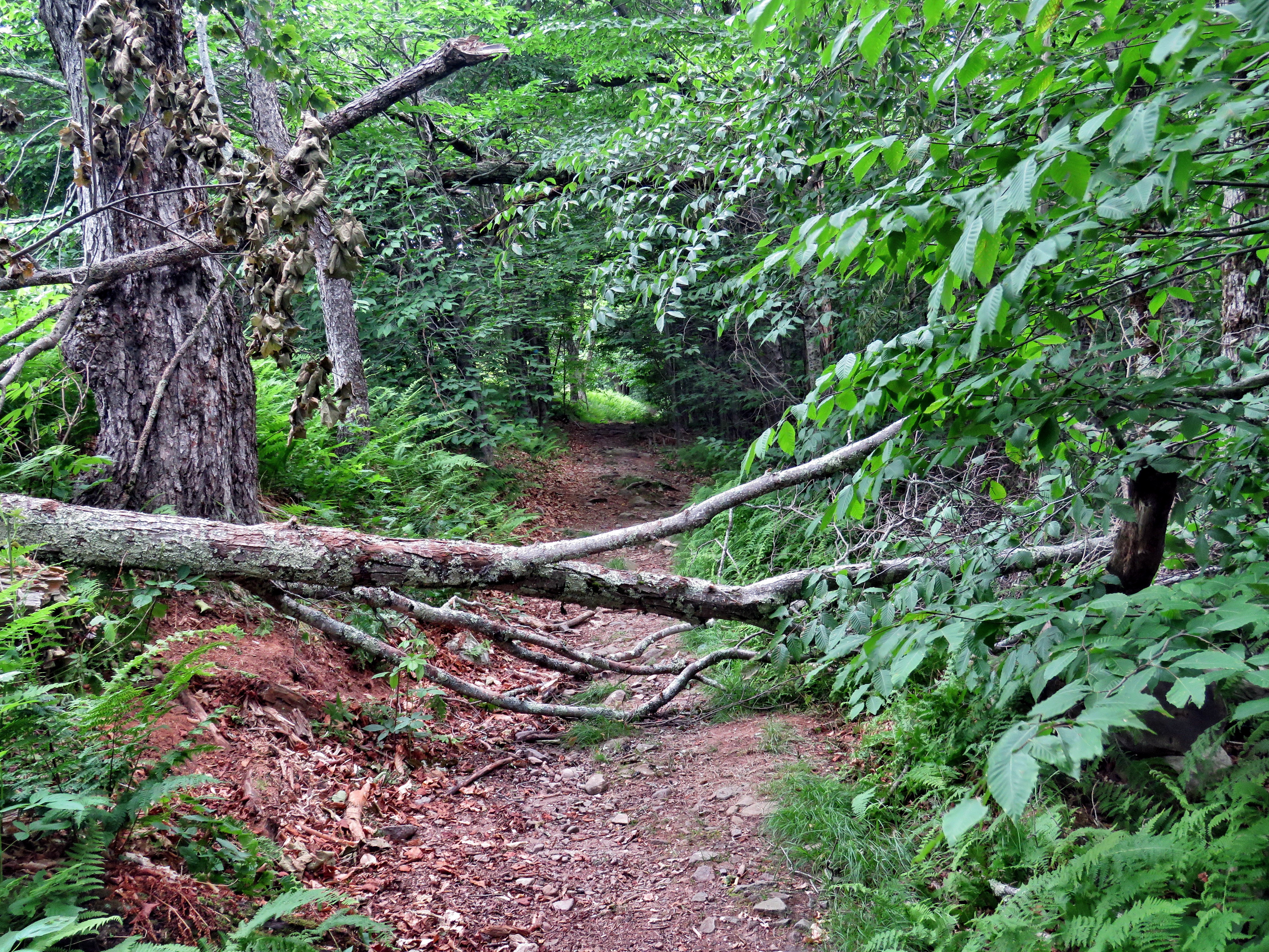 picture taken during a hike