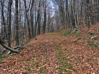 picture taken during a hike