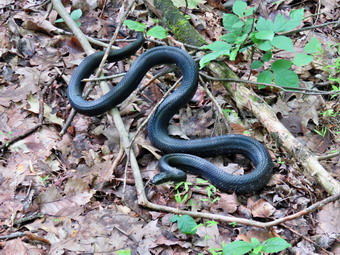 picture taken during a hike