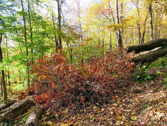 picture taken during a hike